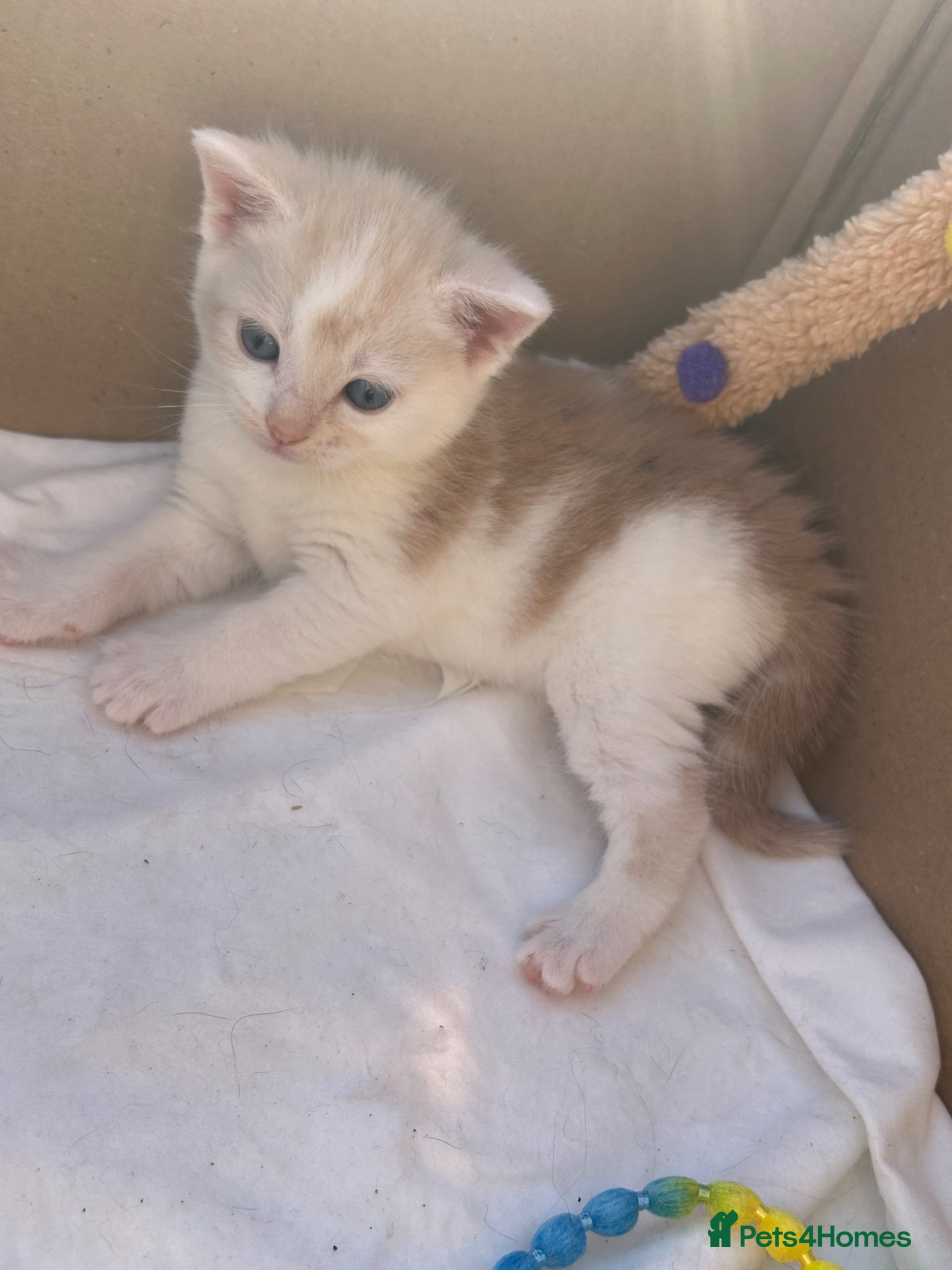 Mixed Breed cats 3 beautiful kittens ready in 4 weeks  - Advert 10
