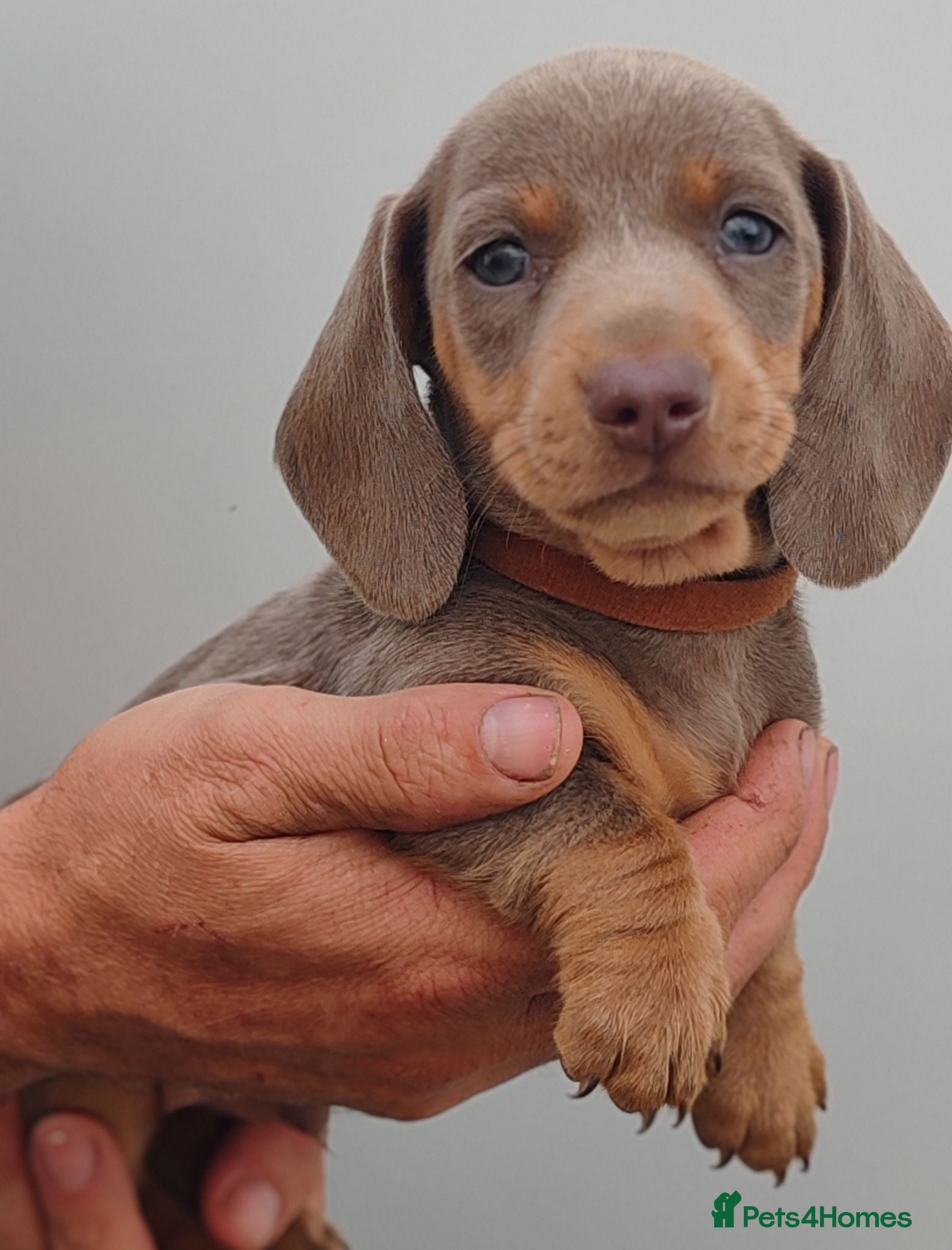 Dachshund dogs Pra Clear Minature Daushaund Puppies  - Advert 2