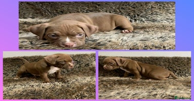 American Bully dogs - Advert 4