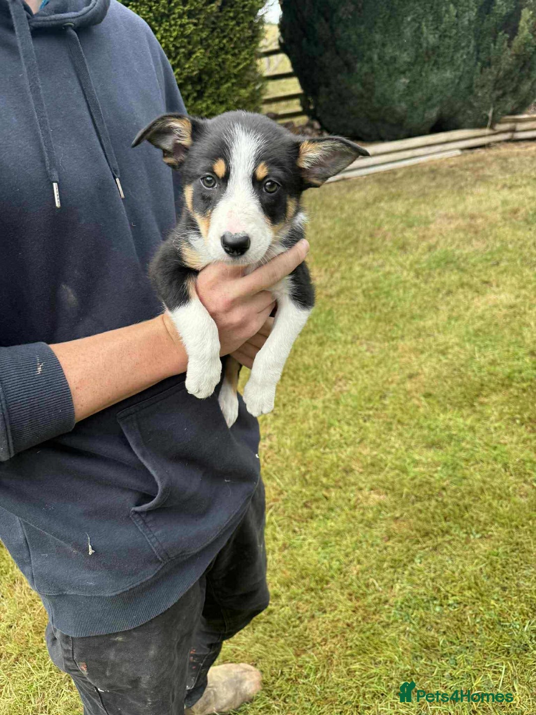 Border Collie dogs for sale: Border Collie pups  - Image 5