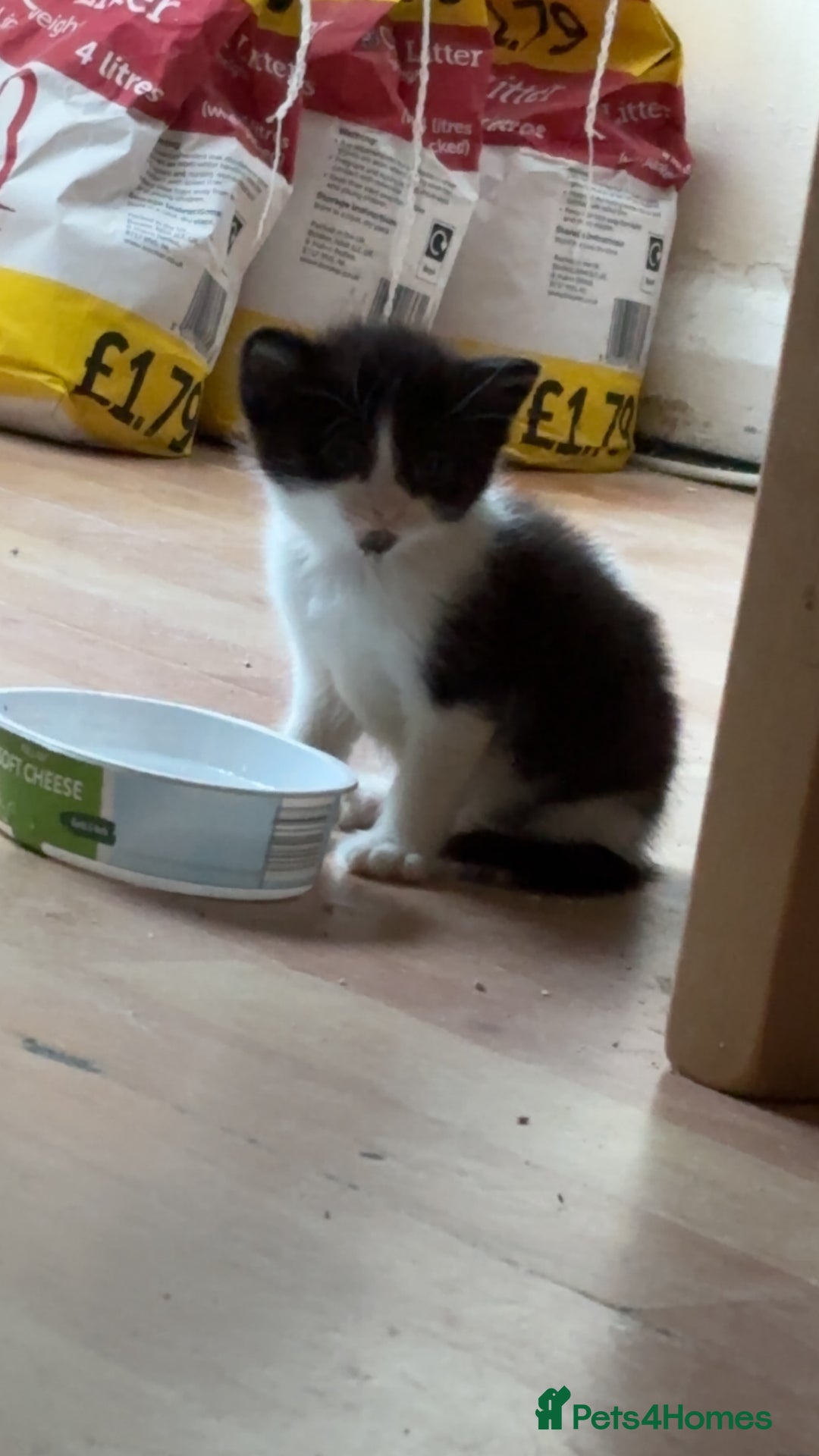 Mixed Breed cats for sale: Two female mixed kittens for sale - Image 12