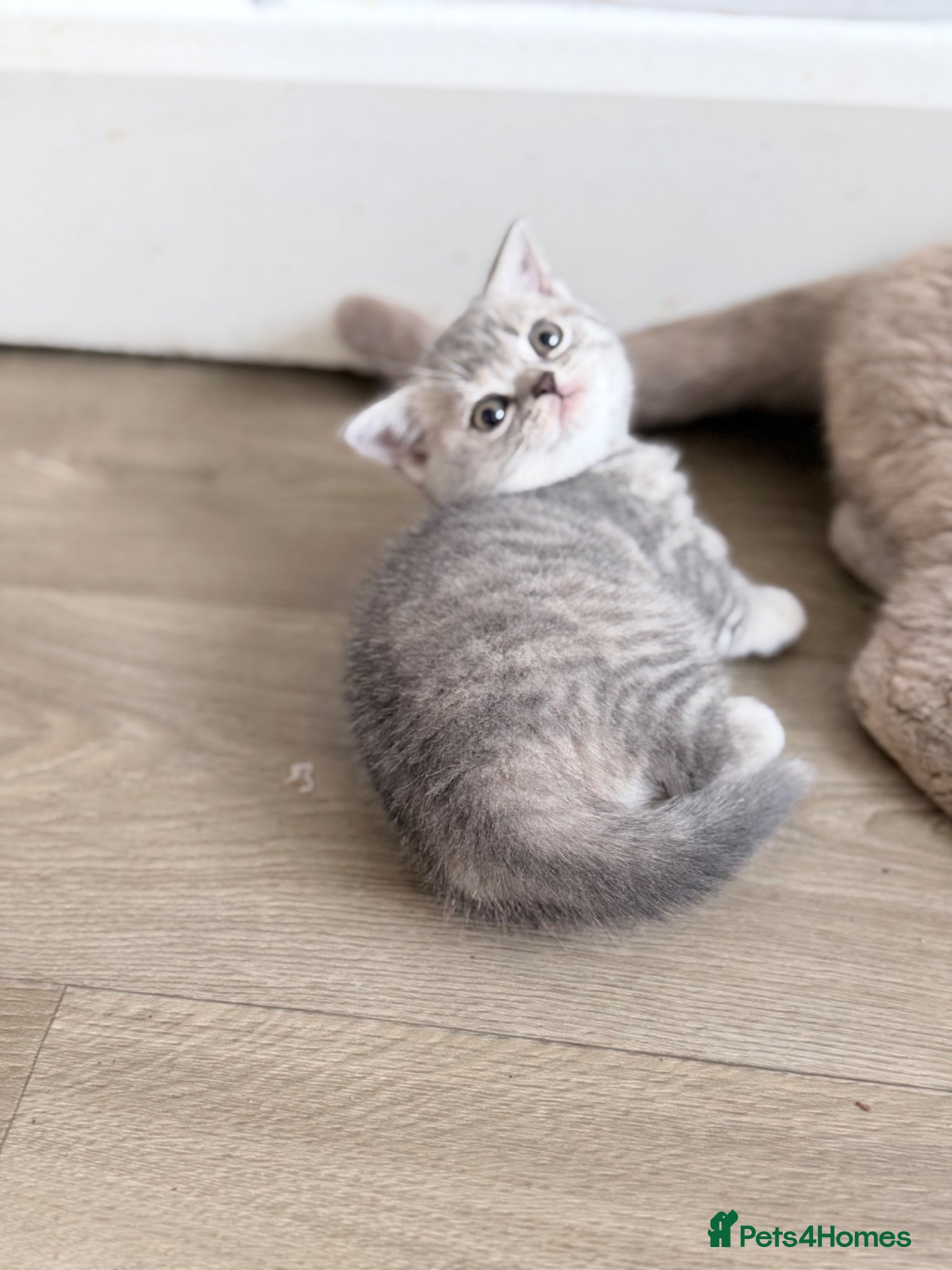 British Shorthair cats GCCF British shorthair kittens  - Advert 2
