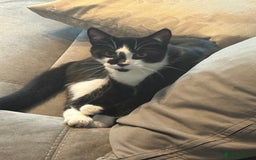 Domestic Shorthair cats for sale: TUXEDO CAT READY TO LEAVE IMMEDIATELY  - Image 1