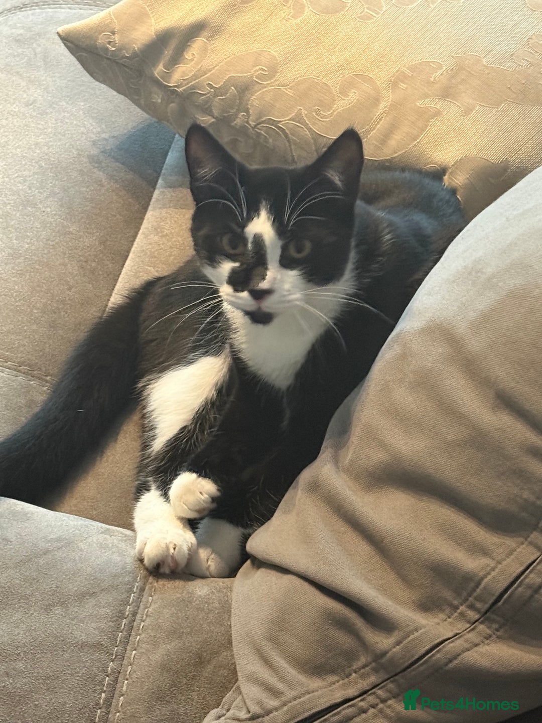 Domestic Shorthair cats for sale: TUXEDO CAT READY TO LEAVE IMMEDIATELY  - Image 1