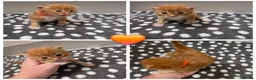 Mixed Breed cats for sale: Maine coon X kittens  - Advert 4