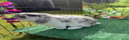 Mini Lop rabbits for sale: Beautiful mini lop babies - Advert 13