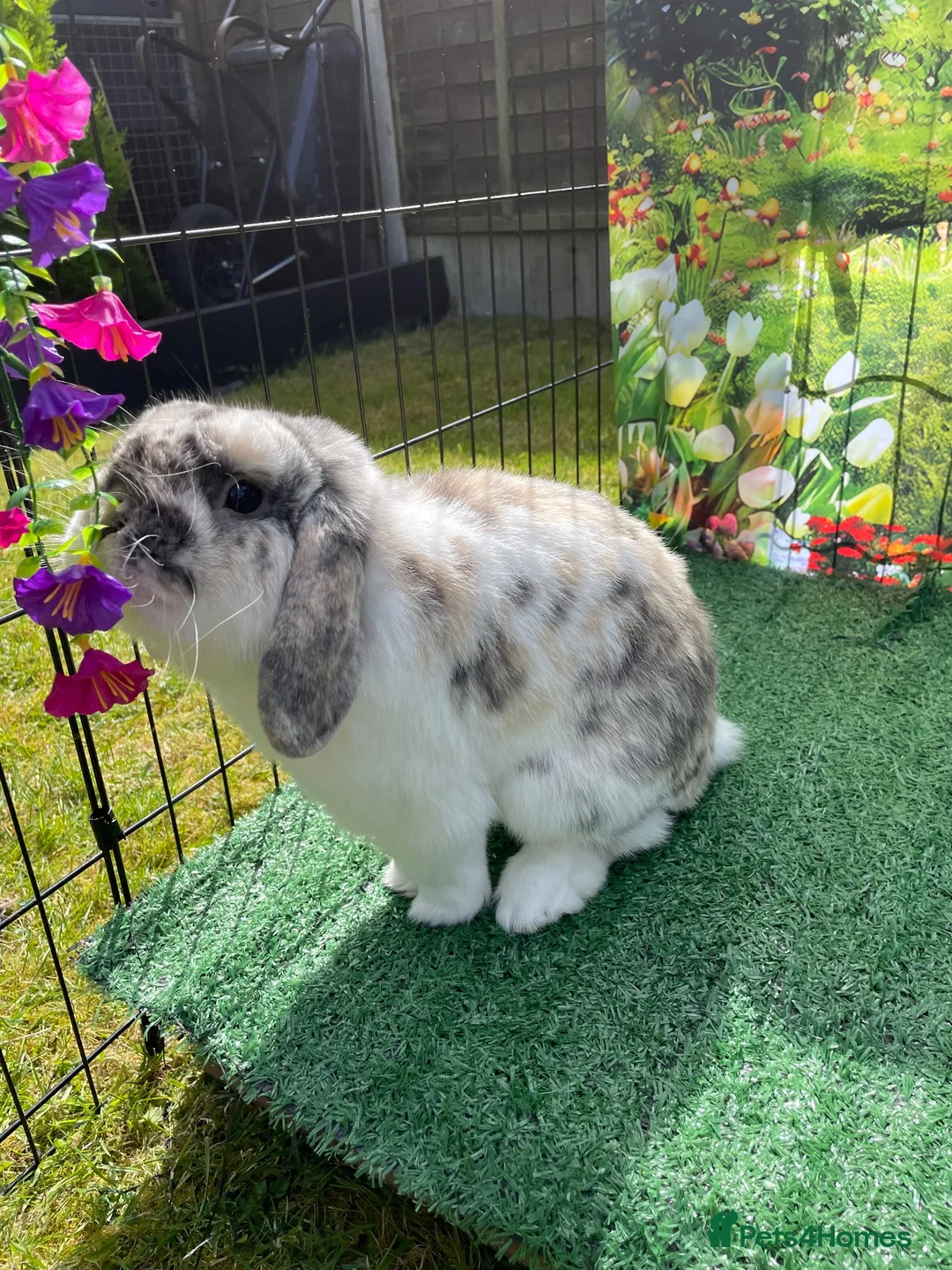 Mini Lop rabbits for sale: Beautiful mini lop babies - Advert 13