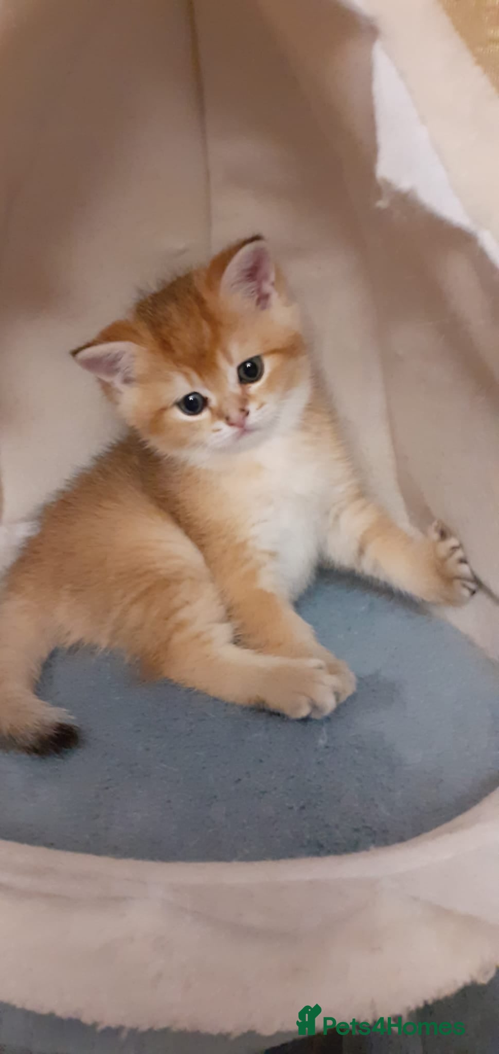 Scottish Fold cats Tica Registered pedigree kittens FOR RESERVATION - Advert 1