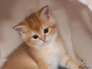 Scottish Fold cats TICA reg😼LAST STUNNING BOY LEFT😼FOR RESERVATION - Advert 10