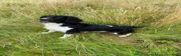 English Springer Spaniel dogs for sale: KC Reg Litter - Liver & White x Black & White - Advert 12