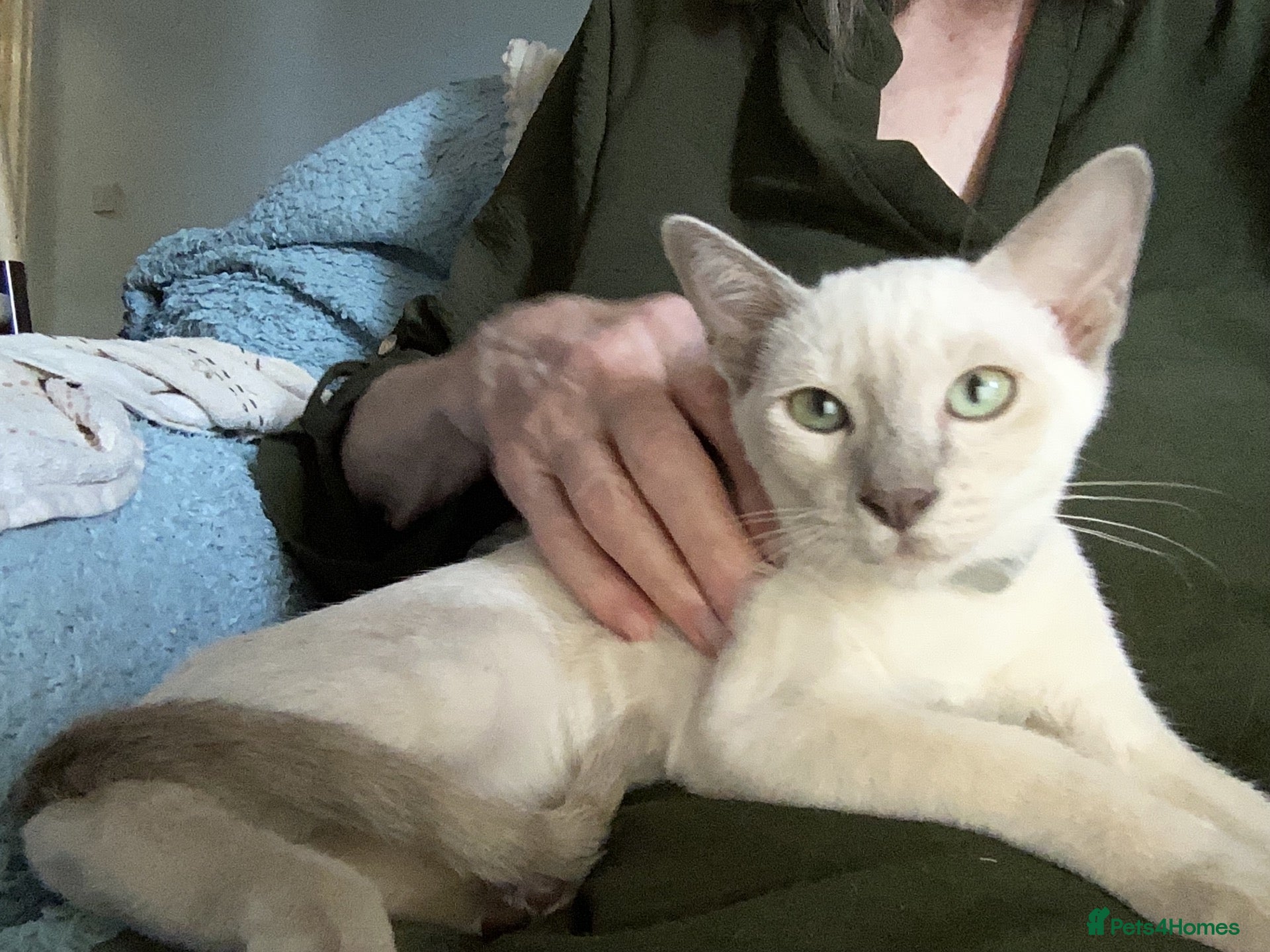 Tonkinese cats Adorable, Tonkinese kittens.   - Advert 2