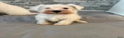 Miniature Schnauzer dogs for sale: Beauiful miniature schnauzer puppies available  - Advert 7
