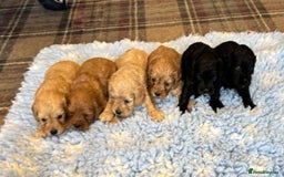 Cavapoo dogs for sale: 5 Star Council Licensed Breeder of 50 years - Image 1