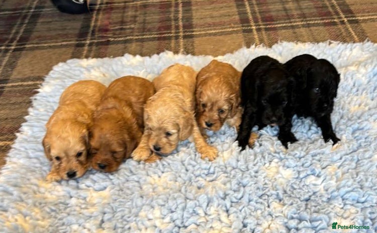 Cavapoo dogs - Advert 11