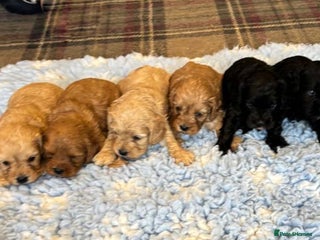 Cavapoo dogs - Advert 4