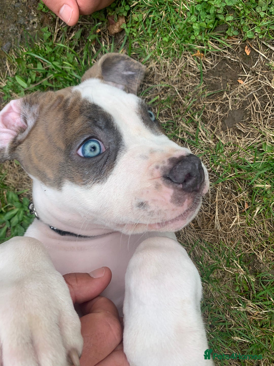 Staffordshire Bull Terrier dogs for sale: Staffordshire  - Image 8