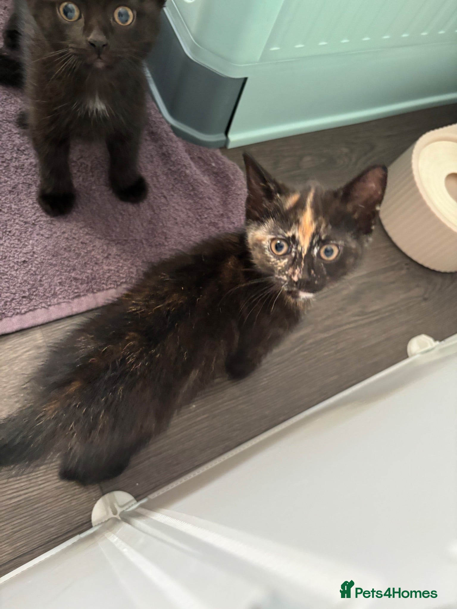 Mixed Breed cats Kittens  - Advert 1