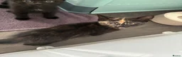 Mixed Breed cats for sale: Kittens  - Advert 1