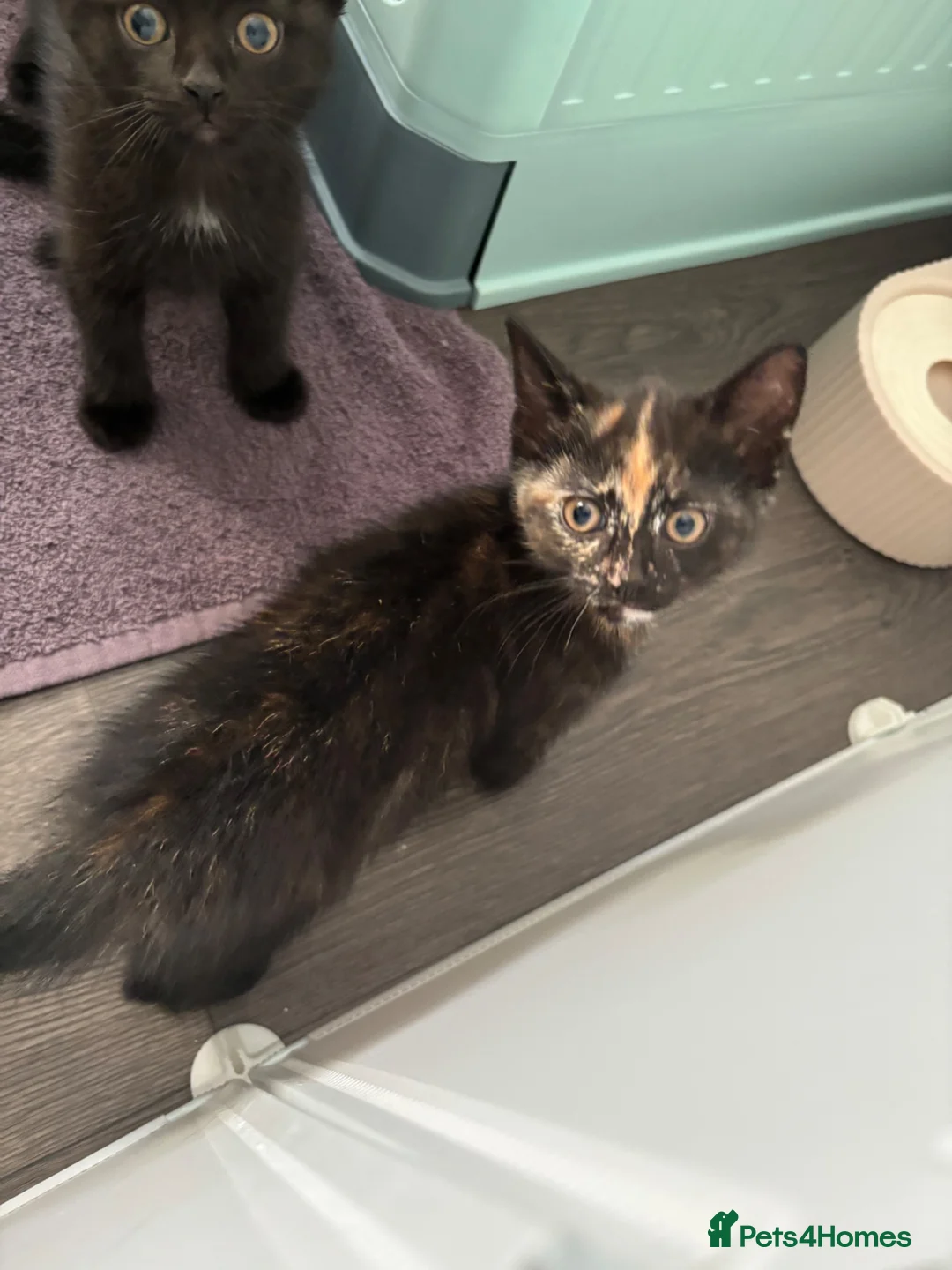 Mixed Breed cats for sale: Kittens  - Advert 1