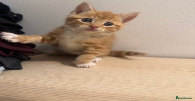 Mixed Breed cats - Advert 8