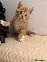 Mixed Breed cats - Advert 8