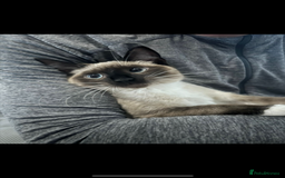 Siamese cats for sale: ASAP - Beautiful Siamese to go to a quiet home  - Image 5
