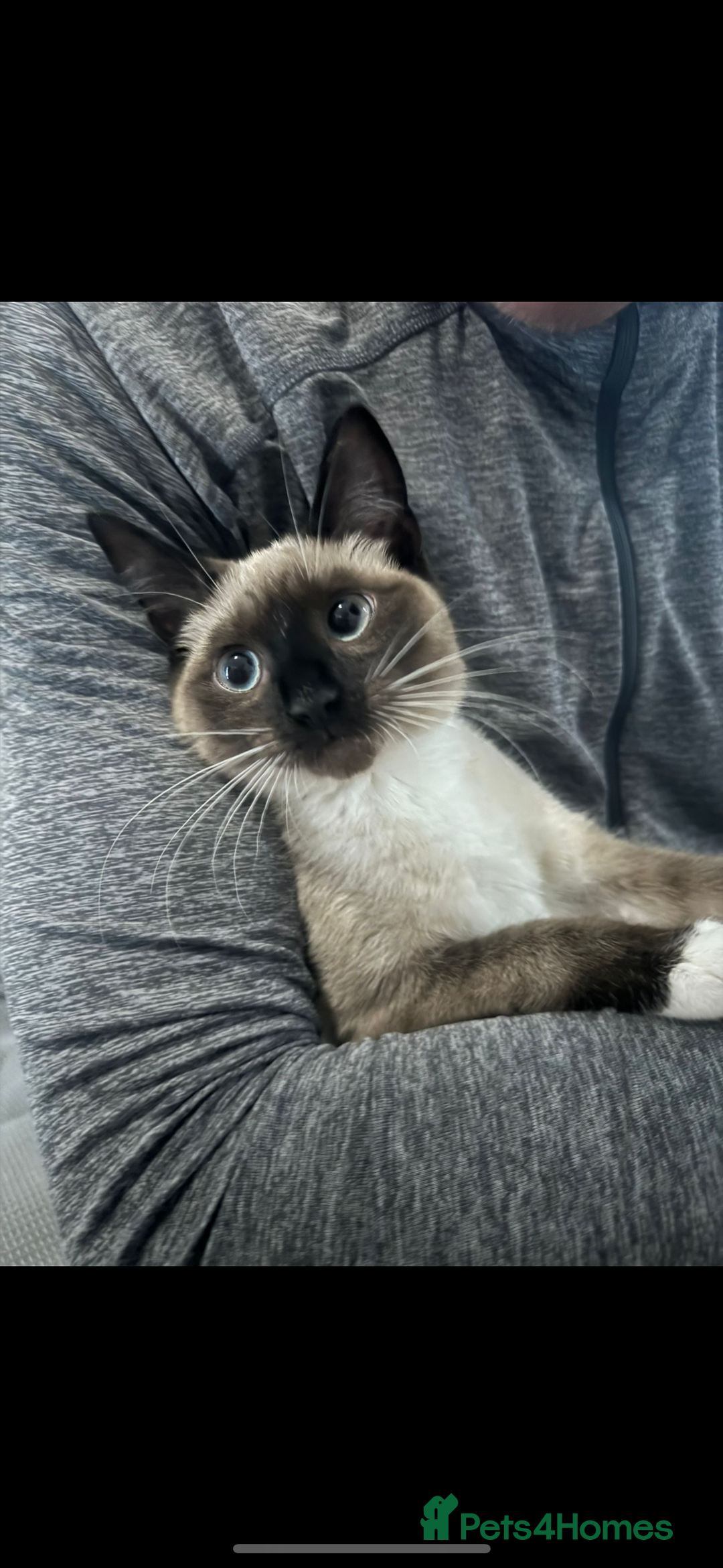 Siamese cats for sale: ASAP - Beautiful Siamese to go to a quiet home  - Image 5