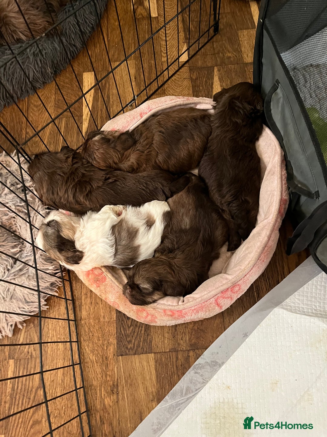 Shih Tzu dogs for sale: Adorable Shih Tzu puppies  - Image 21