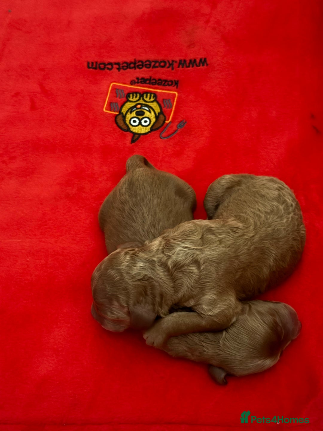 Cockapoo dogs for sale: Beautiful cockapoo puppies  - Image 6