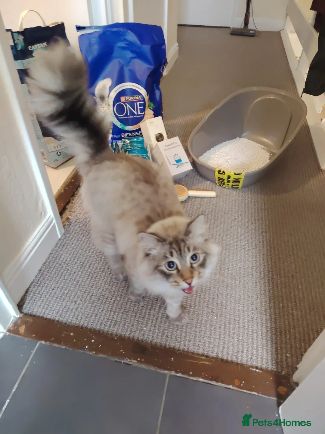 Siberian cats for sale: SmartBoy for sale  - Advert 6