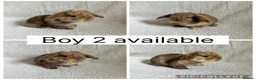 Mini Lop rabbits for sale: 4 baby mini lops ready to reserve! - Advert 2