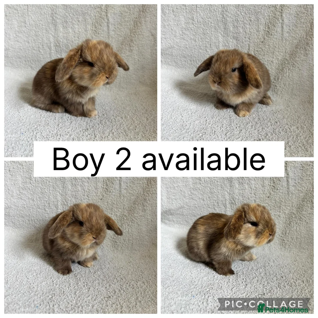 Mini Lop rabbits for sale: 4 baby mini lops ready to reserve! - Advert 2