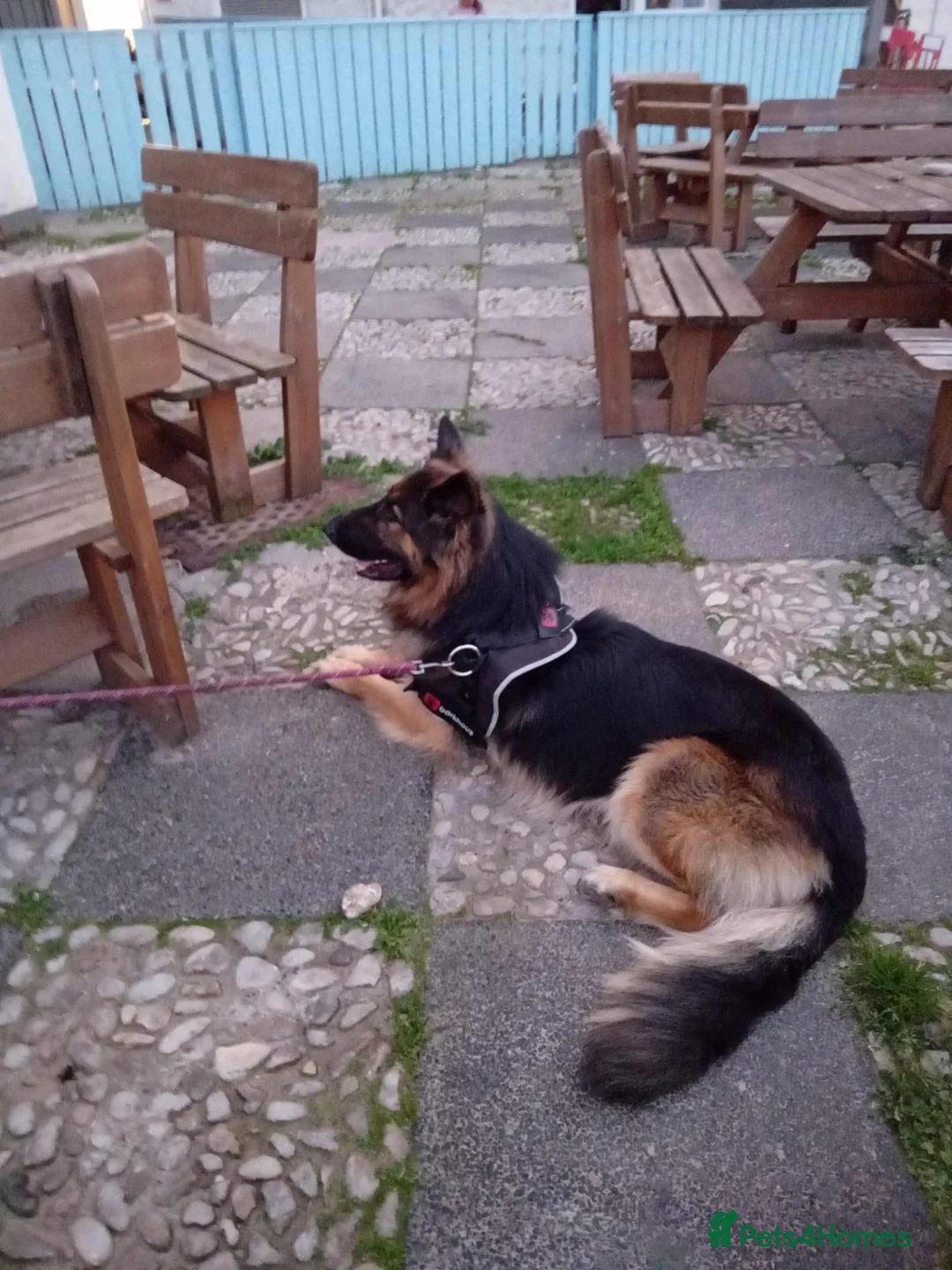 German Shepherd dogs for stud: Mrs B Elliott  - Advert 2