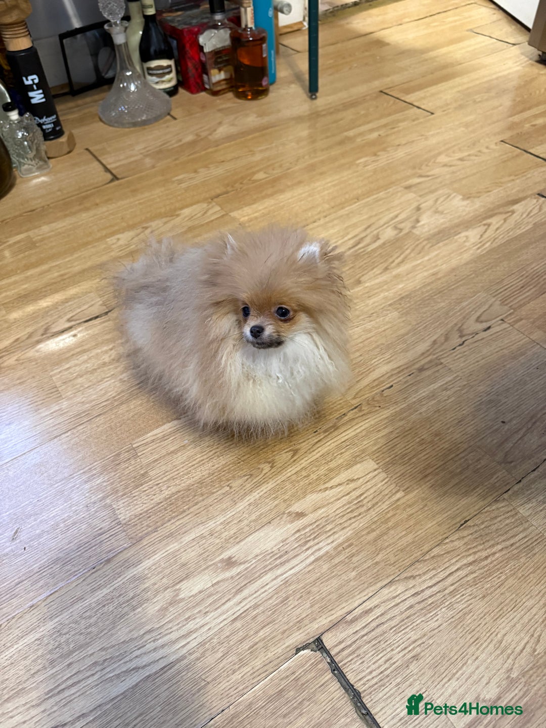 Pomeranian dogs for sale: Mini Pomeranian  - Advert 3