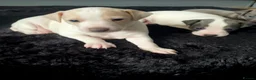 Italian Greyhound dogs for sale: Italian greyhound males only - Advert 2