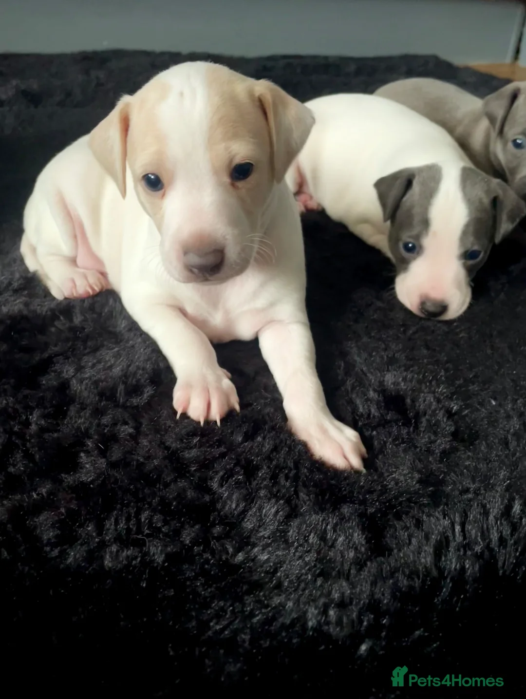 Italian Greyhound dogs for sale: Italian greyhound males only - Advert 2