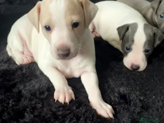 Italian Greyhound dogs Italian greyhound males only - Advert 20