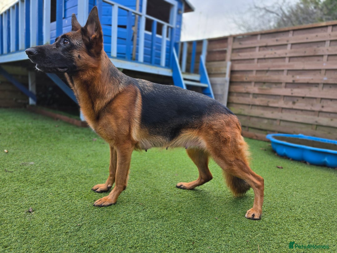 German Shepherd dogs for sale:  Exceptional German Shepherd Dog Puppies – KC Reg - Advert 5