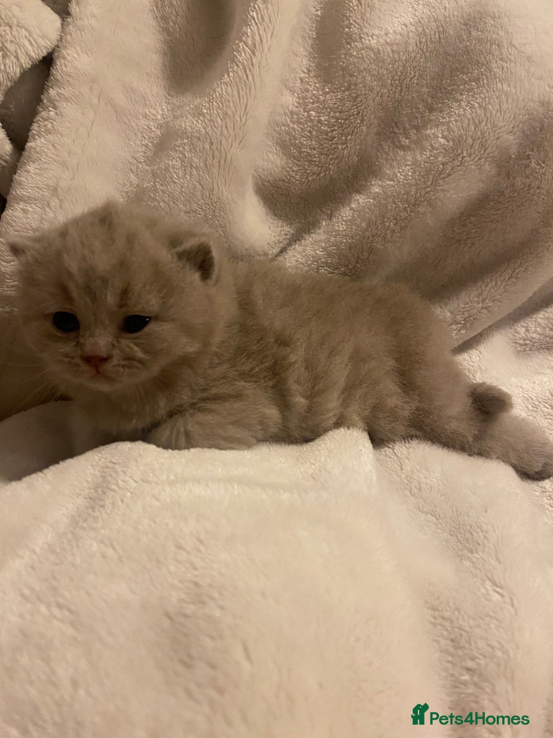 British Shorthair cats for sale: British shorthair ,lilac,pedigree - Advert 3