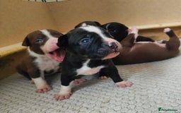 Mixed Breed dogs for sale: Olde English Bulldogge/Staffy bull Collie mix - Image 5