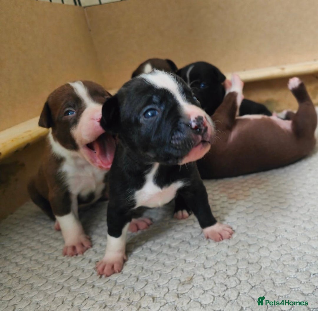 Mixed Breed dogs for sale: Olde English Bulldogge/Staffy bull Collie mix - Image 5