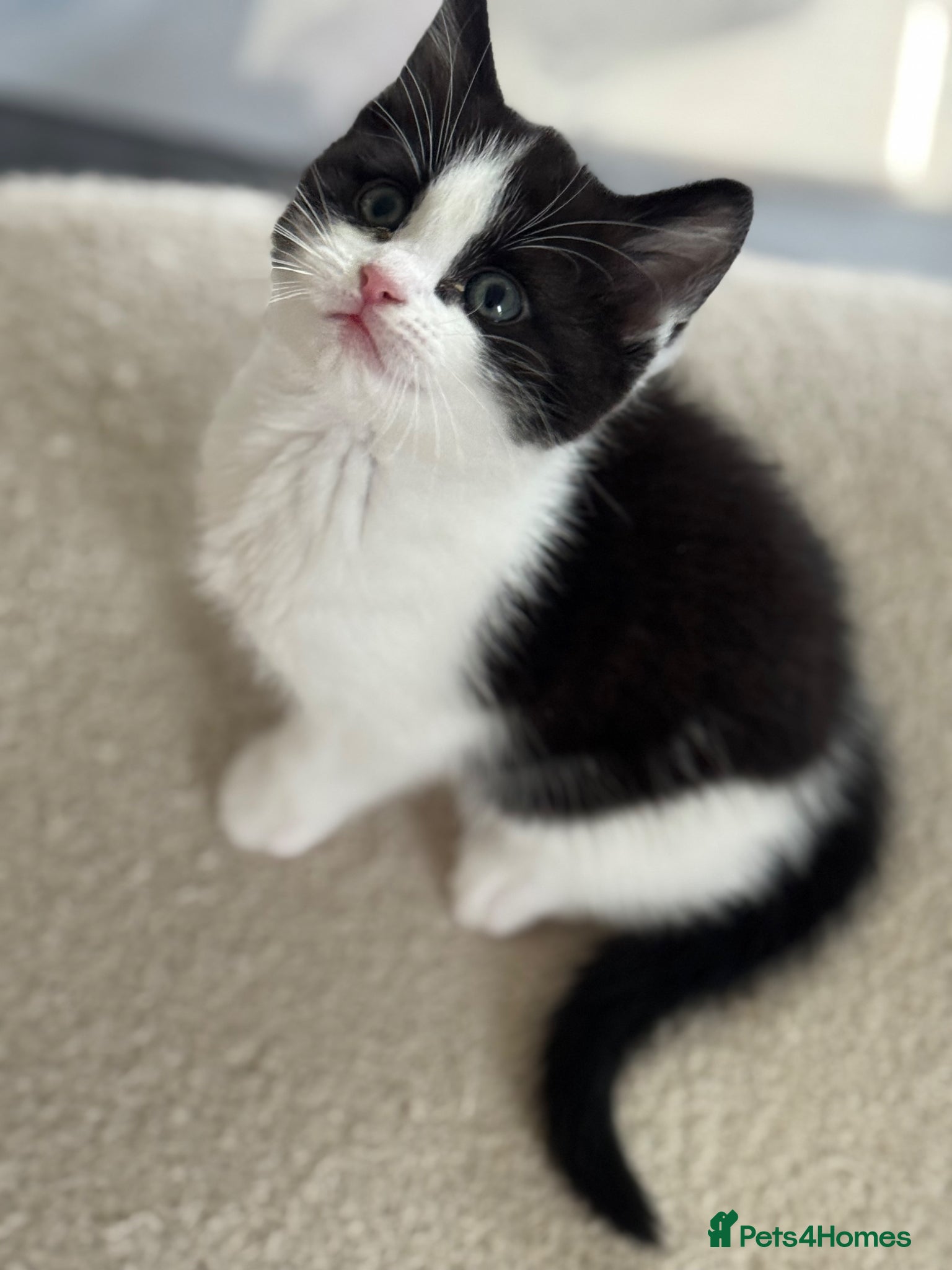 Ragdoll cats Beautiful Ragdoll x Calico Kittens  - Advert 2