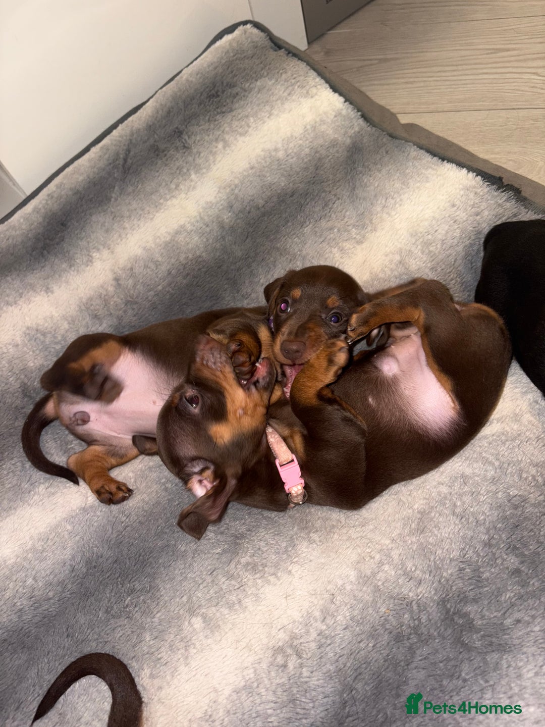 Miniature Dachshund dogs for sale: Miniature Dachshund Puppies  - Advert 8