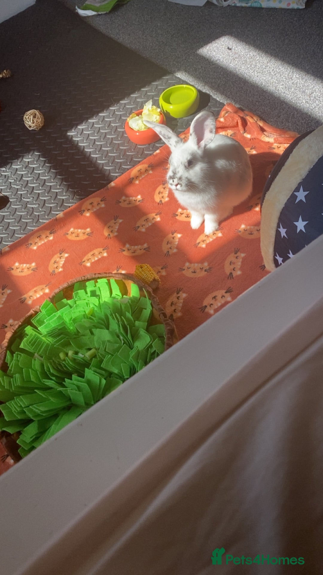 Mixed Breed rabbits for sale: Gorgeous white rabbit - Image 3