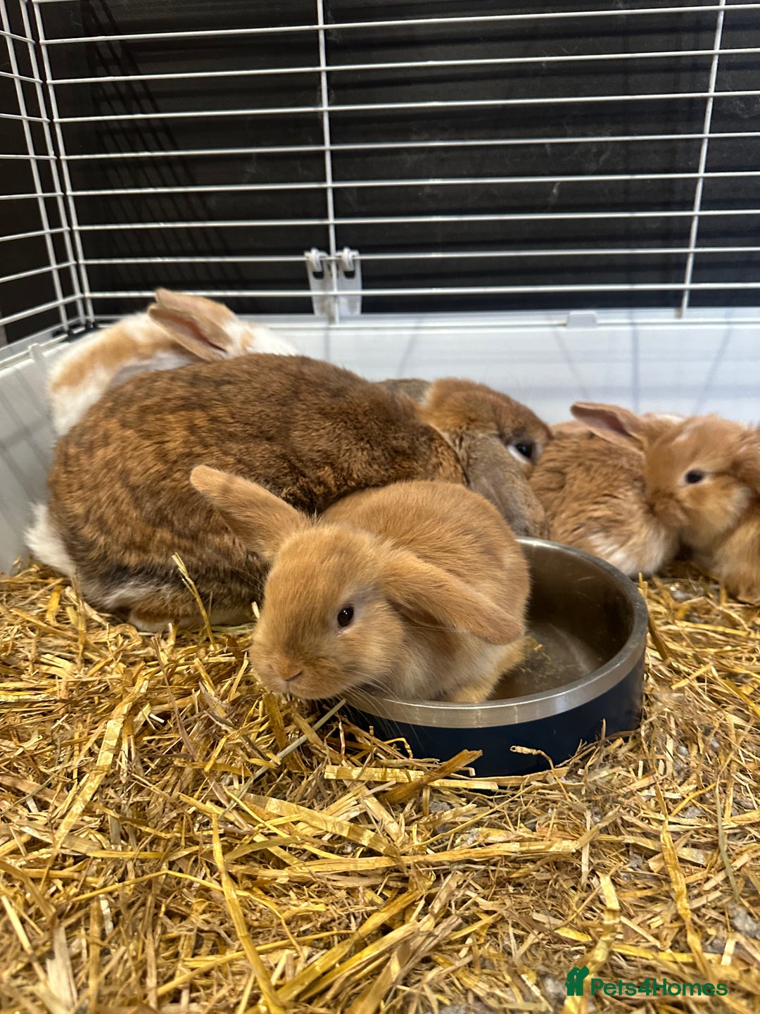 Mini Lop rabbits for sale: Mini lop babies for sale. Ready October 18th - Image 27