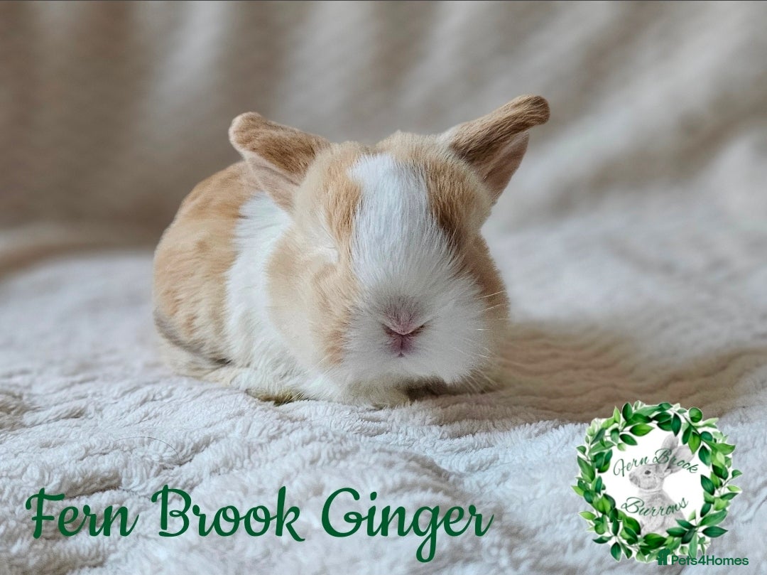 Mini Lop rabbits for sale: Pure Bred Miniature Lops  - Advert 3