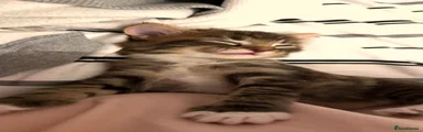 Domestic Shorthair 2