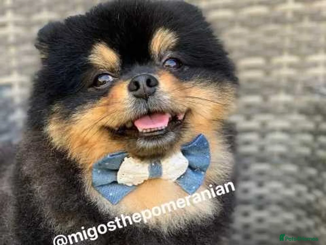 Pomeranian dogs for stud: Well Proven Stunning Black and Tan Pomeranian Stud in Ebbw Vale - Advert 11
