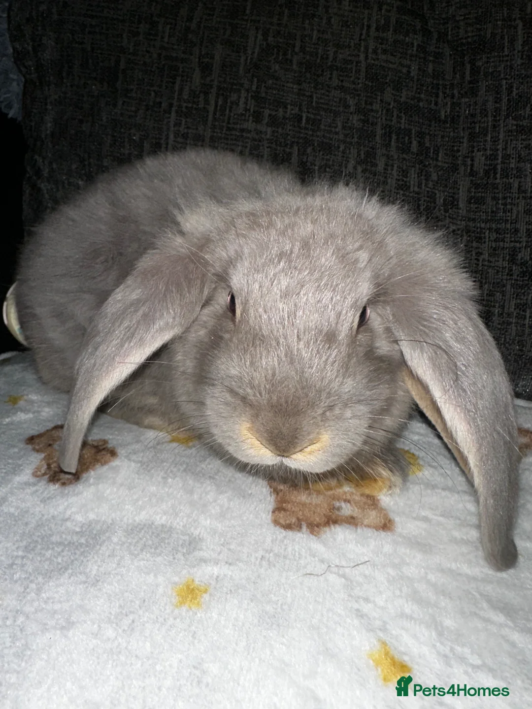 Mixed Breed rabbits for sale: Angora X French Lop (2 FEMALE) in Faringdon - Advert 2