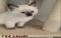 Ragdoll cats for sale: 5 Lovely, Pure Ragdoll Kittens - Image 6